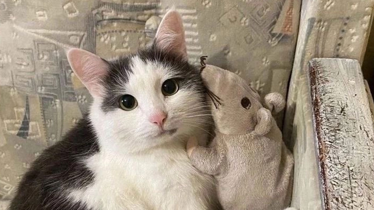 ‘Unbruthered’: 40 Totally Random Memes That Escalate Quickly