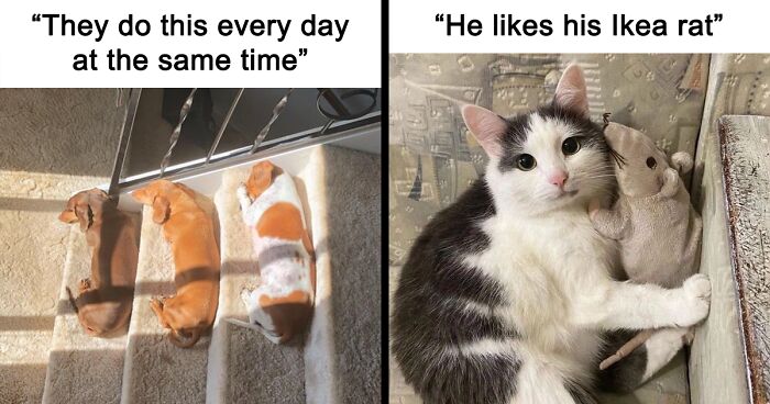 ‘Unbruthered’: 40 Totally Random Memes That Escalate Quickly | Bored Panda