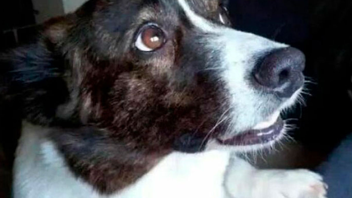 50 Hilarious Pics That Prove Why Dogs Are Man’s Best Friend