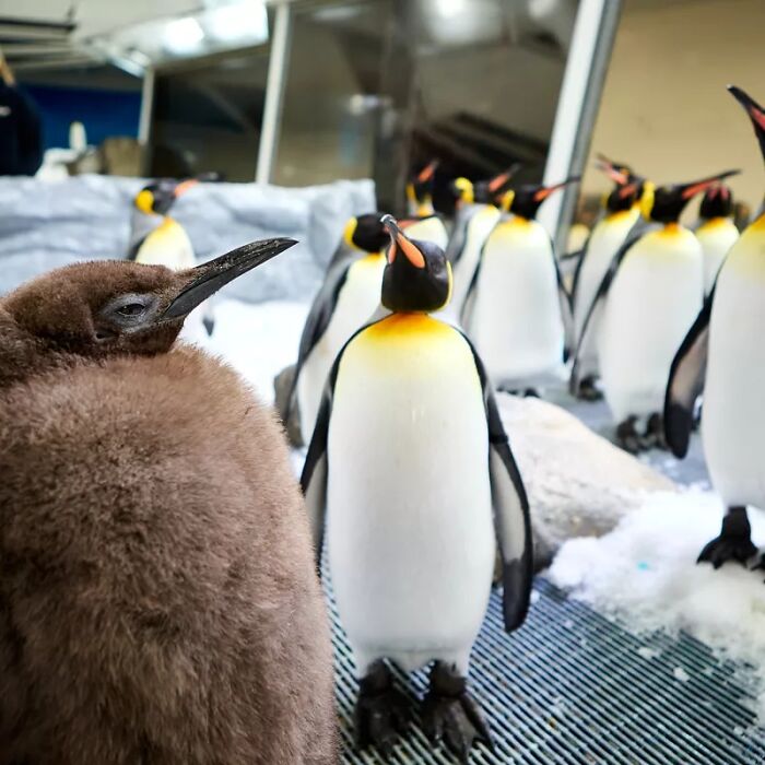Pesto, The Viral Penguin, Is About To Lose All His Fluff And Become A Full-Fledged King Penguin Pesto, The Viral Penguin, Is About To Lose All His Fluff And Become A Full-Fledged King Penguin