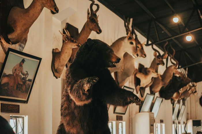 Taxidermy display featuring bear and antelope heads, highlighting moral conflict over keeping family heirlooms. Taxidermy display featuring bear and antelope heads, highlighting moral conflict over keeping family heirlooms.