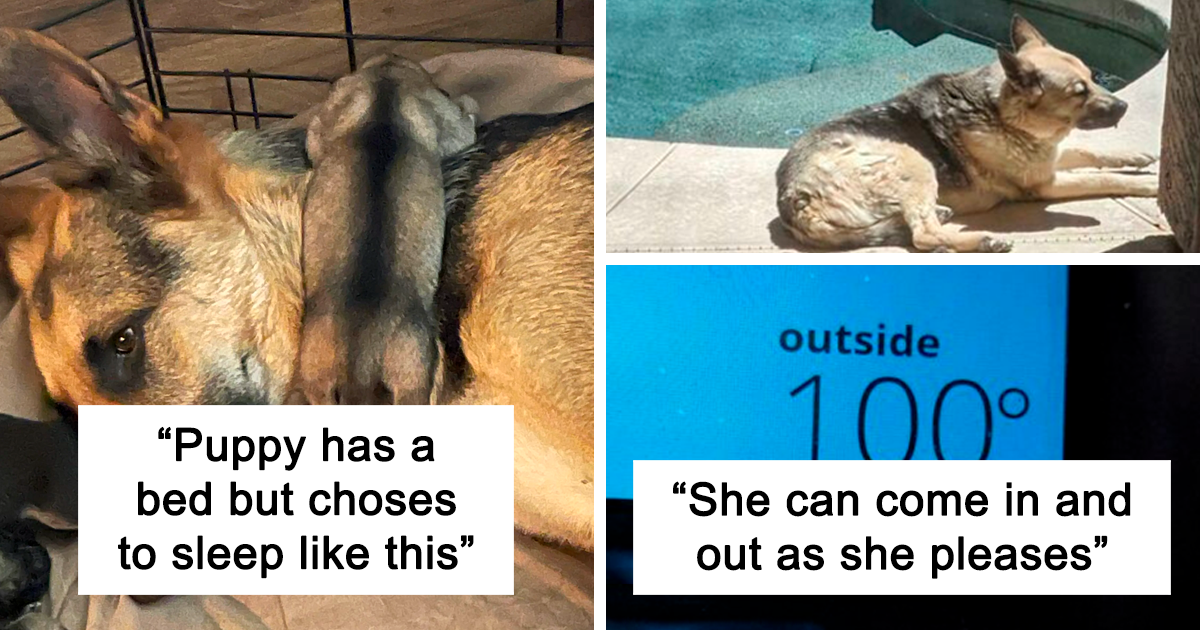 “What’s Wrong With Your Dog?”: 47 Hilariously Derpy Dogs That May Make Your Day (New Pics)