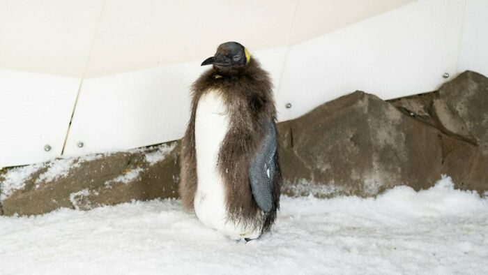 Pesto, The Viral Penguin, Is About To Lose All His Fluff And Become A Full-Fledged King Penguin Pesto, The Viral Penguin, Is About To Lose All His Fluff And Become A Full-Fledged King Penguin