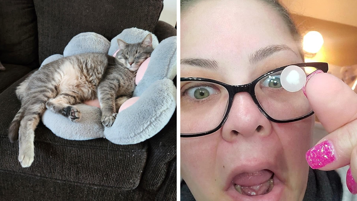 22 Fantastic Items Everyone Would Have Under Our Presidential Reign