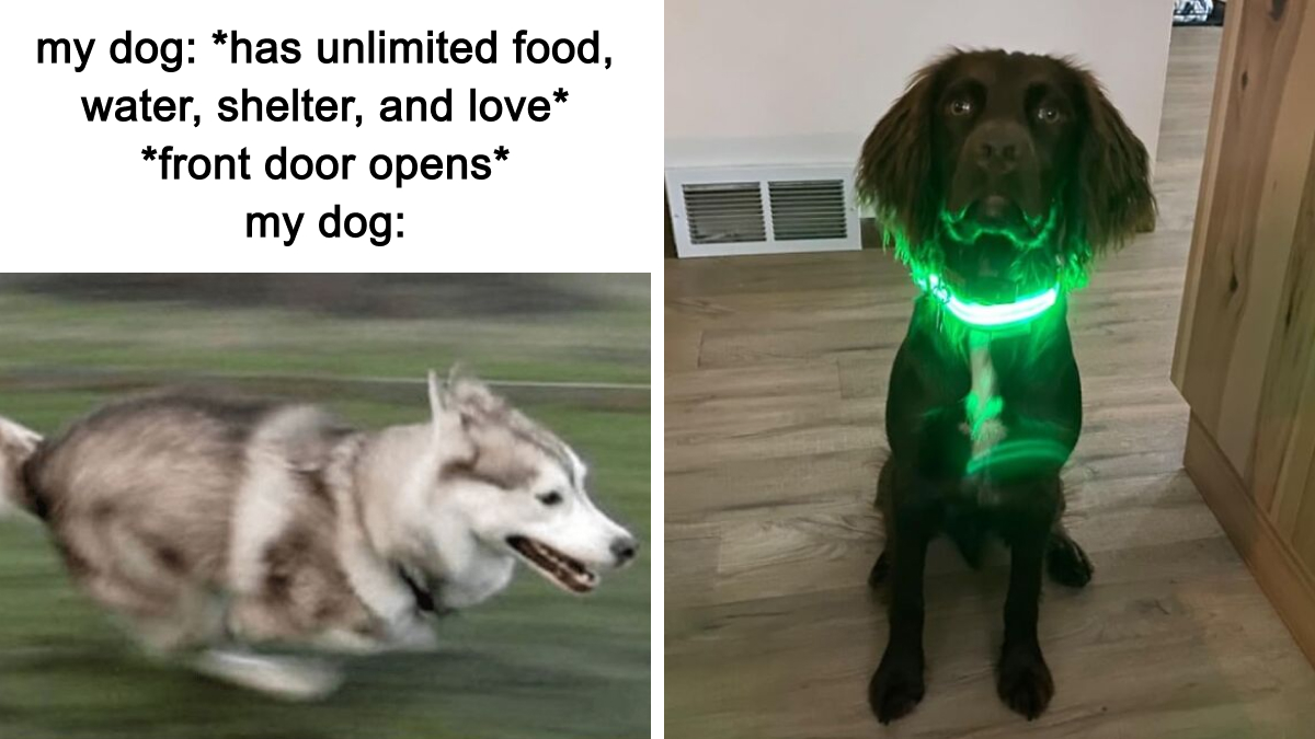 Turning Pet Struggles Into Success Stories With These 23 Game-Changing Products