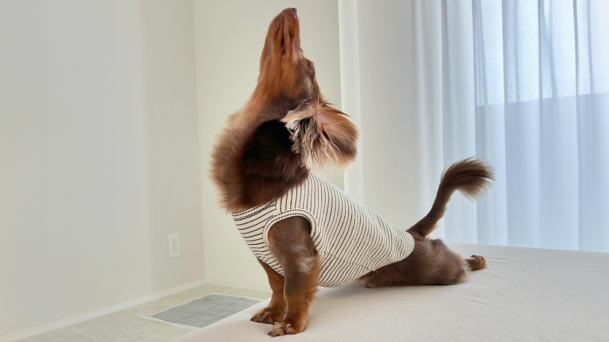 152 Photos That Prove Sausage Dogs Are The Cutest