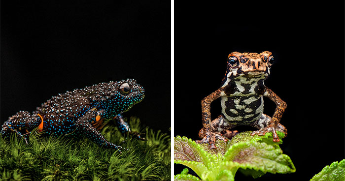 Photographer Captured 45 Macro Shots To Showcase The Hidden Charm Of Frogs