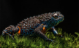 This Photographer Showcases Frogs With Incredible Macro Shots (45 Pics)