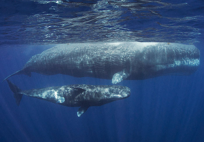 AI Is Translating Whale Language, Which May Help Us Communicate With Extraterrestrials One Day AI Is Translating Whale Language, Which May Help Us Communicate With Extraterrestrials One Day