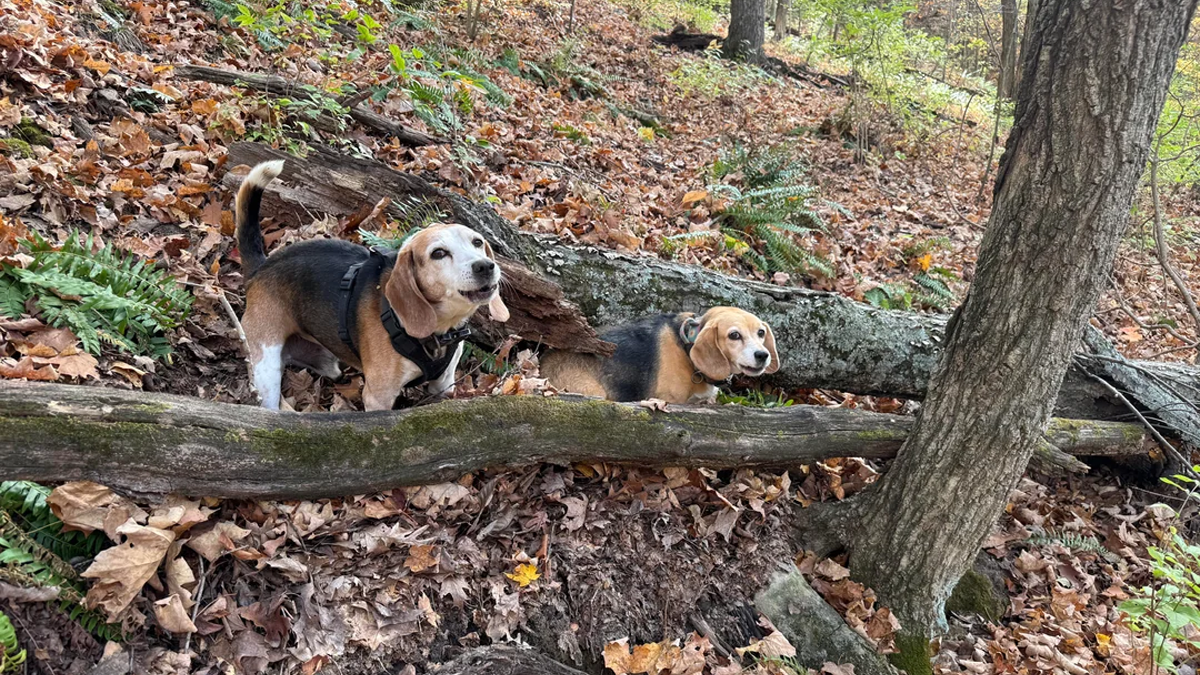 Man Goes For A Walk In The Forest, Returns With A Couple Of Beagles He Found Stuck On A Cliff