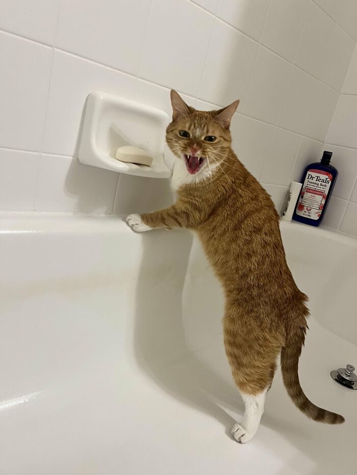 This Cat Decided To Explore The Taste Of Soap And The Reaction After Is Priceless This Cat Decided To Explore The Taste Of Soap And The Reaction After Is Priceless