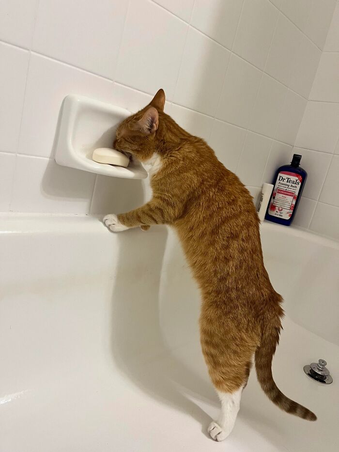 This Cat Decided To Explore The Taste Of Soap And The Reaction After Is Priceless This Cat Decided To Explore The Taste Of Soap And The Reaction After Is Priceless