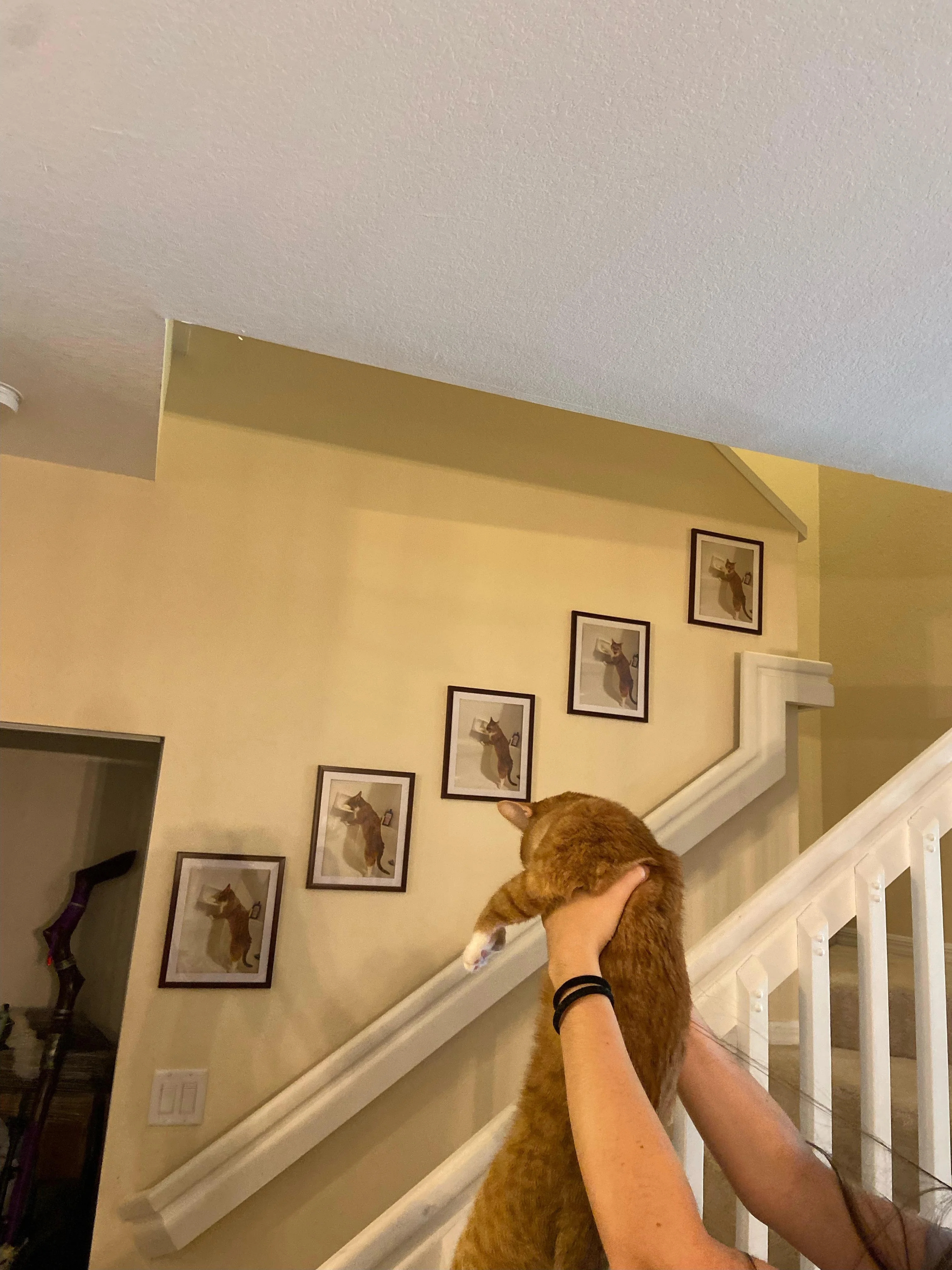 This Cat Decided To Explore The Taste Of Soap And The Reaction After Is Priceless This Cat Decided To Explore The Taste Of Soap And The Reaction After Is Priceless