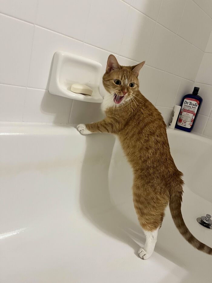 This Cat Decided To Explore The Taste Of Soap And The Reaction After Is Priceless This Cat Decided To Explore The Taste Of Soap And The Reaction After Is Priceless