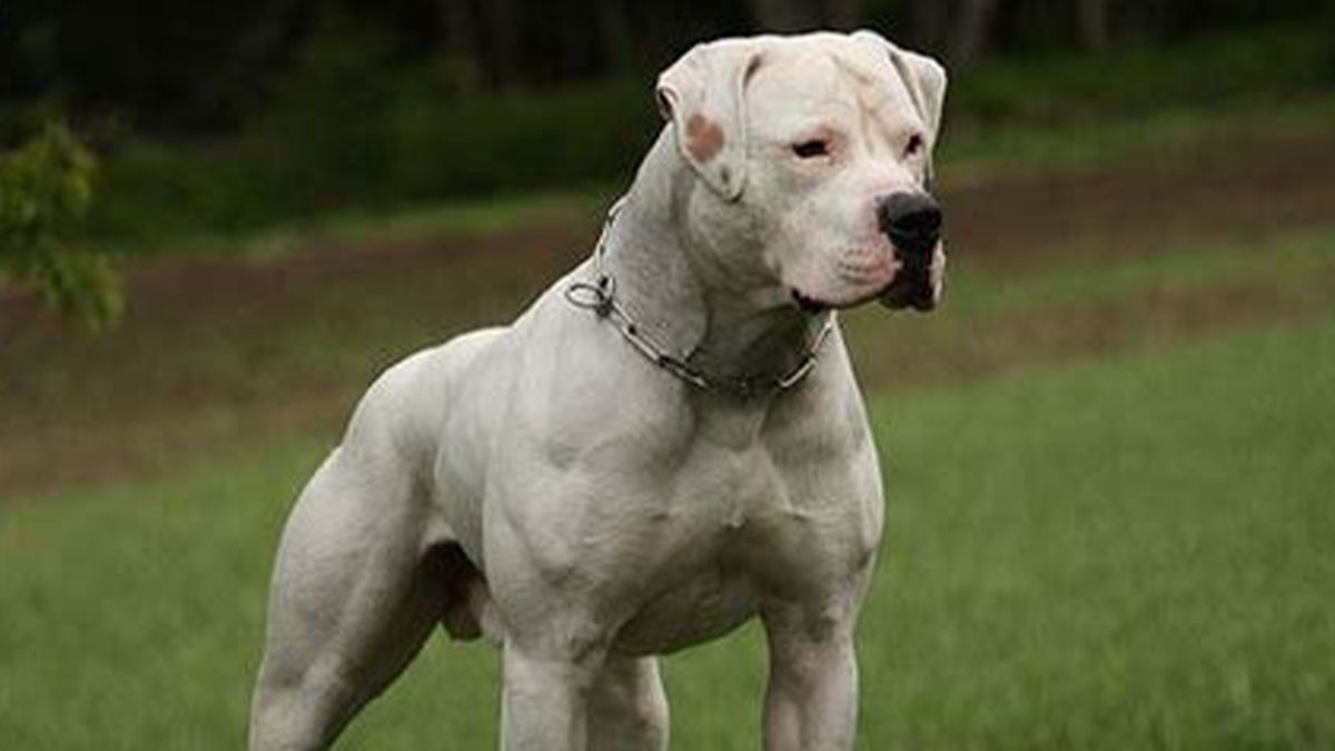 Guy Gets Bulldog To Keep Kids Away From Using His Pool Without Permission, Plan Works Beautifully