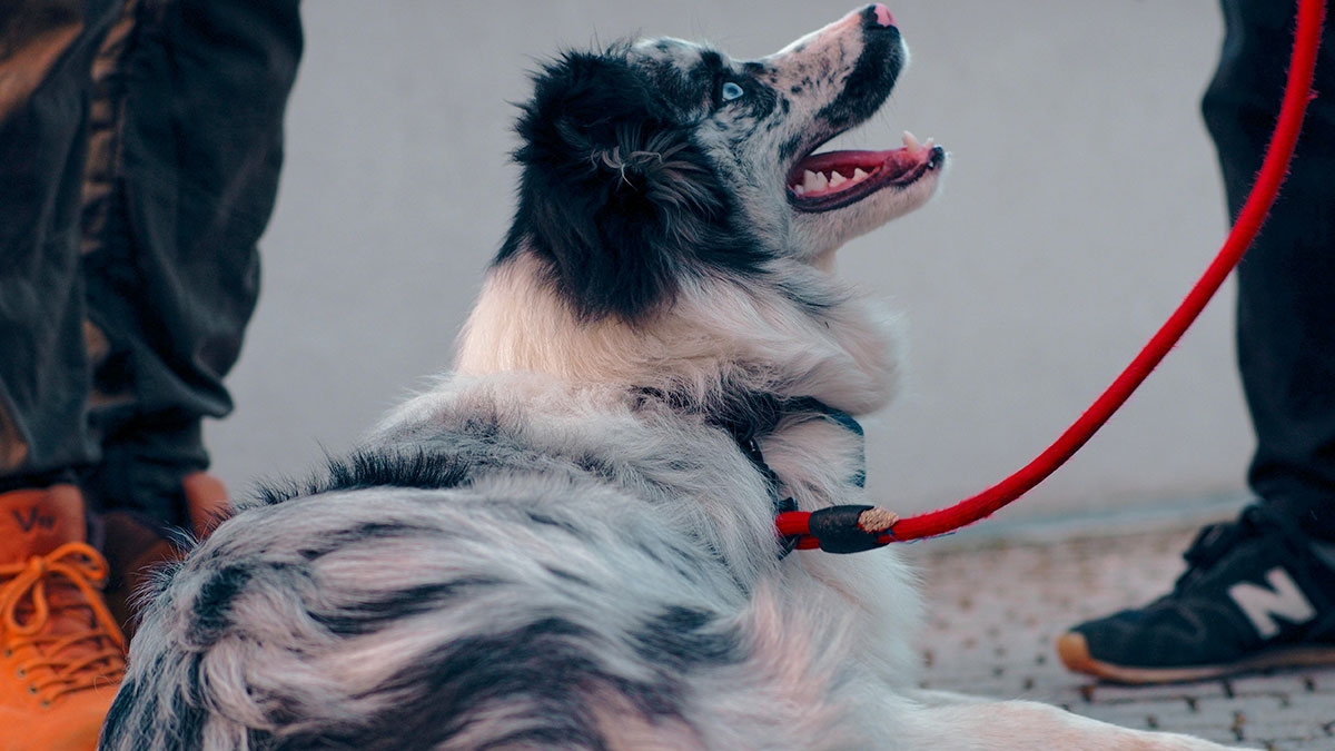 Guy Calls Police After Neighbor’s Kid Hurts His Dog, Ends Up Getting Them Arrested And CPS Called