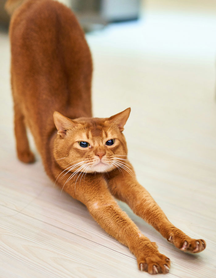 Man Passes Away After Being Scratched By His "Kind And Harmless" Cat Man Passes Away After Being Scratched By His "Kind And Harmless" Cat