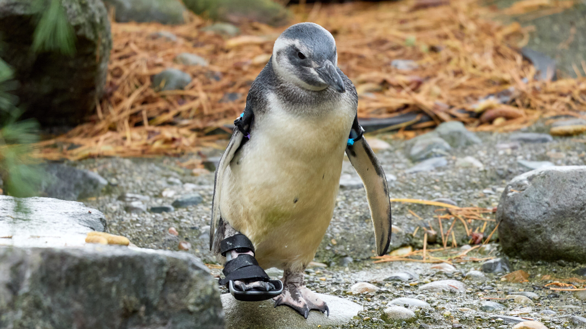 Periwinkle The Penguin Takes Over The Internet As He Thrives After A Rough Start, Defying All Odds
