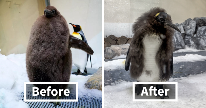 Pesto, The Viral Penguin, Is About To Lose All His Fluff And Become A Full-Fledged King Penguin