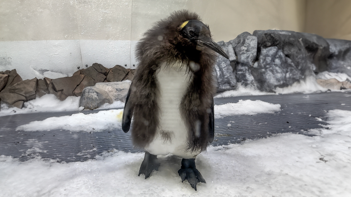 Pesto, The Viral Penguin, Is About To Lose All His Fluff And Become A Full-Fledged King Penguin