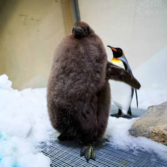 Pesto, The Viral Penguin, Is About To Lose All His Fluff And Become A Full-Fledged King Penguin Pesto, The Viral Penguin, Is About To Lose All His Fluff And Become A Full-Fledged King Penguin