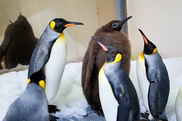 Pesto, The Viral Penguin, Is About To Lose All His Fluff And Become A Full-Fledged King Penguin Pesto, The Viral Penguin, Is About To Lose All His Fluff And Become A Full-Fledged King Penguin