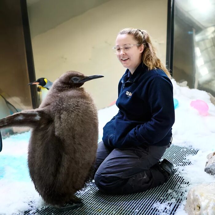Pesto, The Viral Penguin, Is About To Lose All His Fluff And Become A Full-Fledged King Penguin Pesto, The Viral Penguin, Is About To Lose All His Fluff And Become A Full-Fledged King Penguin