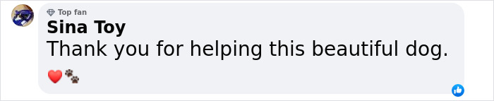 Lovely Pitbull Can’t Stop Hugging Woman Who Gave Him Foster Home, Goes Viral When Pics Spread Online Lovely Pitbull Can’t Stop Hugging Woman Who Gave Him Foster Home, Goes Viral When Pics Spread Online