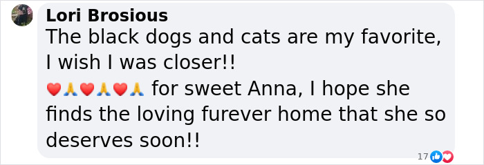 Meet Anna, Probably The World’s Loneliest Foster Dog, Who Has Had Her Heart Broken For The 8th Time Meet Anna, Probably The World’s Loneliest Foster Dog, Who Has Had Her Heart Broken For The 8th Time
