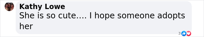 Meet Anna, Probably The World’s Loneliest Foster Dog, Who Has Had Her Heart Broken For The 8th Time Meet Anna, Probably The World’s Loneliest Foster Dog, Who Has Had Her Heart Broken For The 8th Time