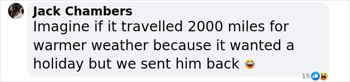 Emperor Penguin Travels Over 2,000 Miles For An Adventure Of A Lifetime Emperor Penguin Travels Over 2,000 Miles For An Adventure Of A Lifetime
