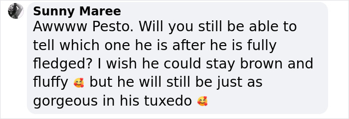 Pesto, The Viral Penguin, Is About To Lose All His Fluff And Become A Full-Fledged King Penguin Pesto, The Viral Penguin, Is About To Lose All His Fluff And Become A Full-Fledged King Penguin