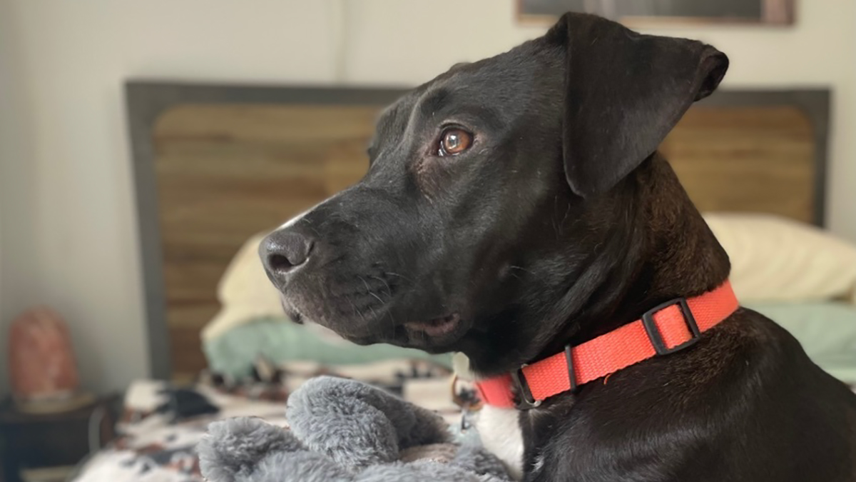 Meet Anna, Probably The World’s Loneliest Foster Dog, Who Has Had Her Heart Broken For The 8th Time