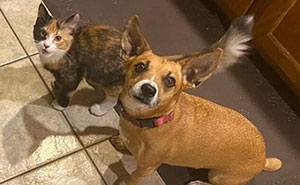Adorable Duo: Rescue Dog And Stray Kitten Form A Heartwarming Friendship