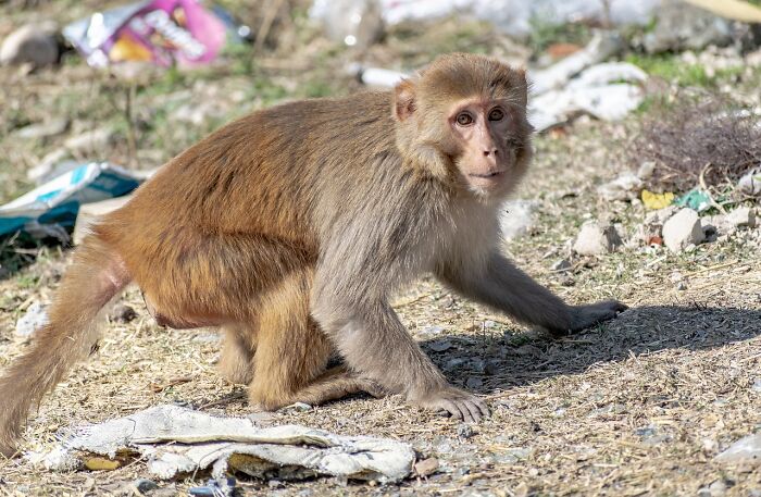 43 Monkeys Escape Research Facility, Police Issue Strict Warning: "They Don't Belong To You" 43 Monkeys Escape Research Facility, Police Issue Strict Warning: "They Don't Belong To You"