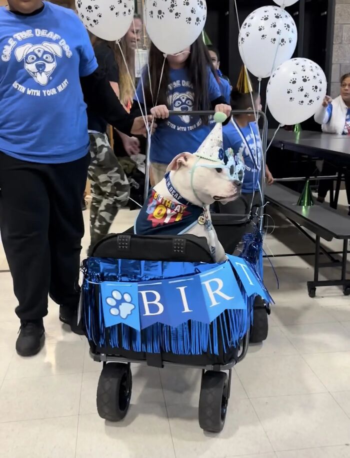 School kids celebrate with a deaf therapy dog in a wagon, wearing birthday attire and surrounded by balloons. School kids celebrate with a deaf therapy dog in a wagon, wearing birthday attire and surrounded by balloons.