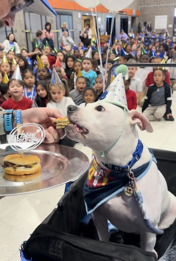 Deaf therapy dog in birthday hat surrounded by kids learning sign language. Deaf therapy dog in birthday hat surrounded by kids learning sign language.