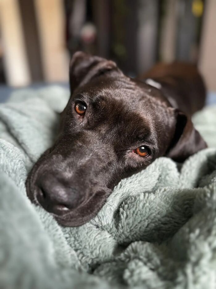 Meet Anna, Probably The World’s Loneliest Foster Dog, Who Has Had Her Heart Broken For The 8th Time Meet Anna, Probably The World’s Loneliest Foster Dog, Who Has Had Her Heart Broken For The 8th Time