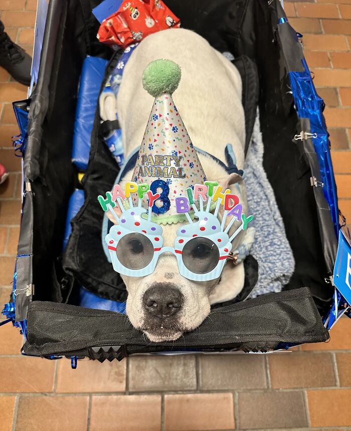 Deaf therapy dog wearing a birthday hat and glasses in a school celebration. Deaf therapy dog wearing a birthday hat and glasses in a school celebration.