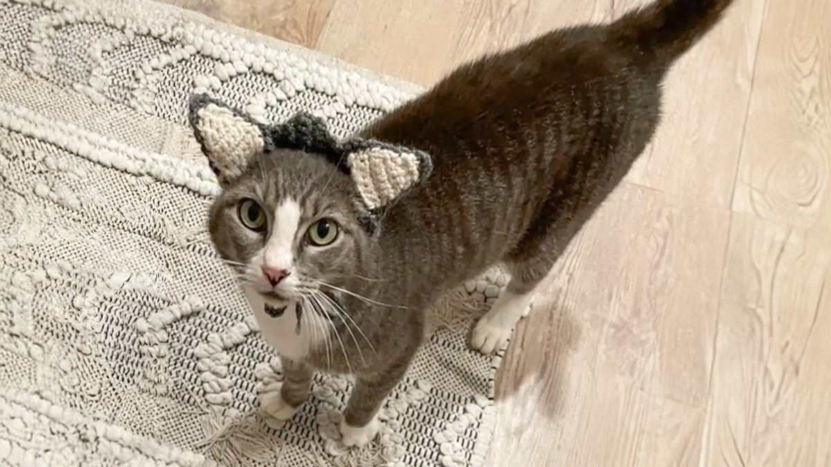 This Rescue Cat Was Missing Her Ears, But Her Family Made Sure To Solve It In A Creative Way