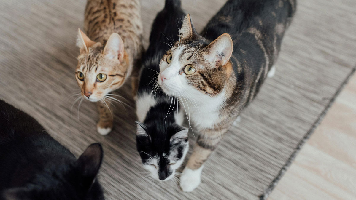 Woman Assumes Sis Will Look After Her 4 Cats While She’s On Holiday, But She Doesn’t Want To