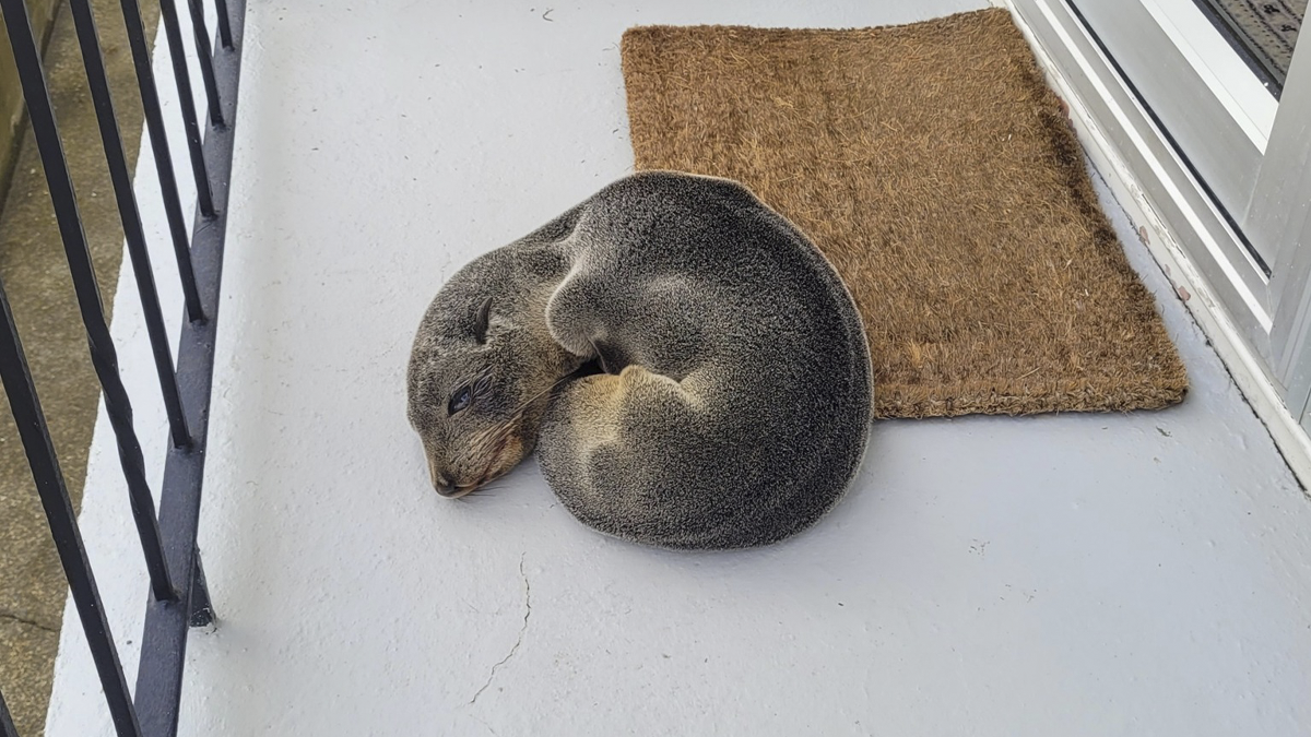 Baby Fur Seal Ventures Inland And Falls Asleep Outside Family’s Door, Goes Viral Once Discovered
