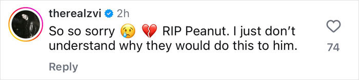 "Feels So Unjust": Fans Devastated After Famous Squirrel Is Seized And Euthanized By Authorities "Feels So Unjust": Fans Devastated After Famous Squirrel Is Seized And Euthanized By Authorities