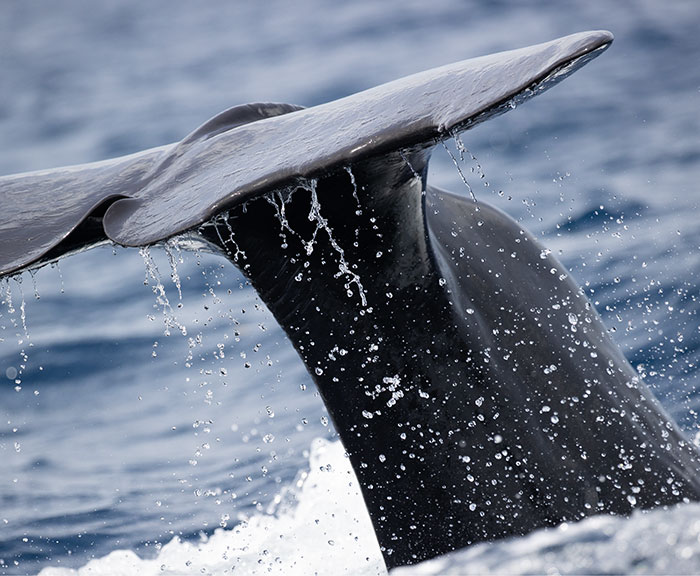 AI Is Translating Whale Language, Which May Help Us Communicate With Extraterrestrials One Day AI Is Translating Whale Language, Which May Help Us Communicate With Extraterrestrials One Day