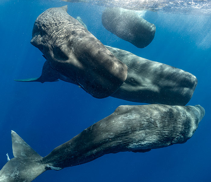 AI Is Translating Whale Language, Which May Help Us Communicate With Extraterrestrials One Day AI Is Translating Whale Language, Which May Help Us Communicate With Extraterrestrials One Day