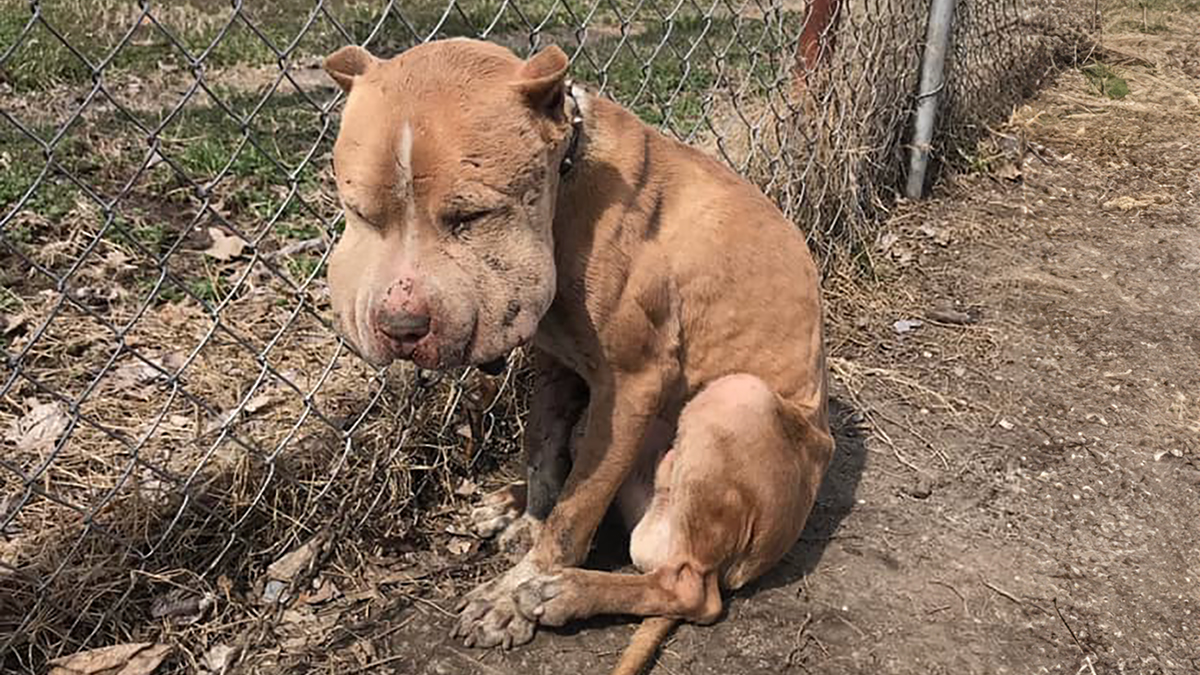 Wounded Puffy-Cheeked Dog Changes Incredibly After Rescue