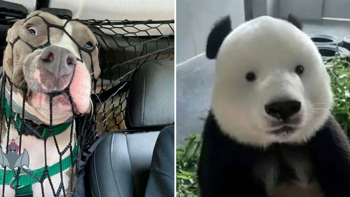 The Strangely Amusing World Of Goofy Ahh Memes Bored Panda the-strangely-amusing-world-of-goofy-ahh-memes-bored-panda