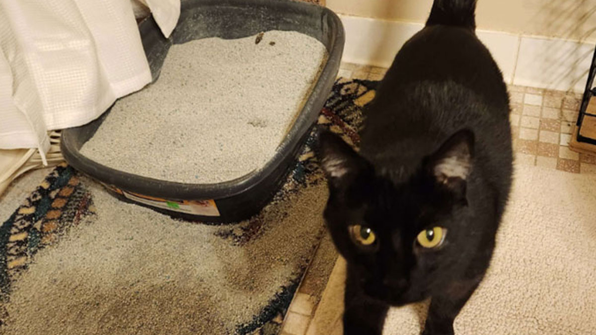 40 Unhinged Things One May See In A Home And Think, ‘Oh No, Not Today’