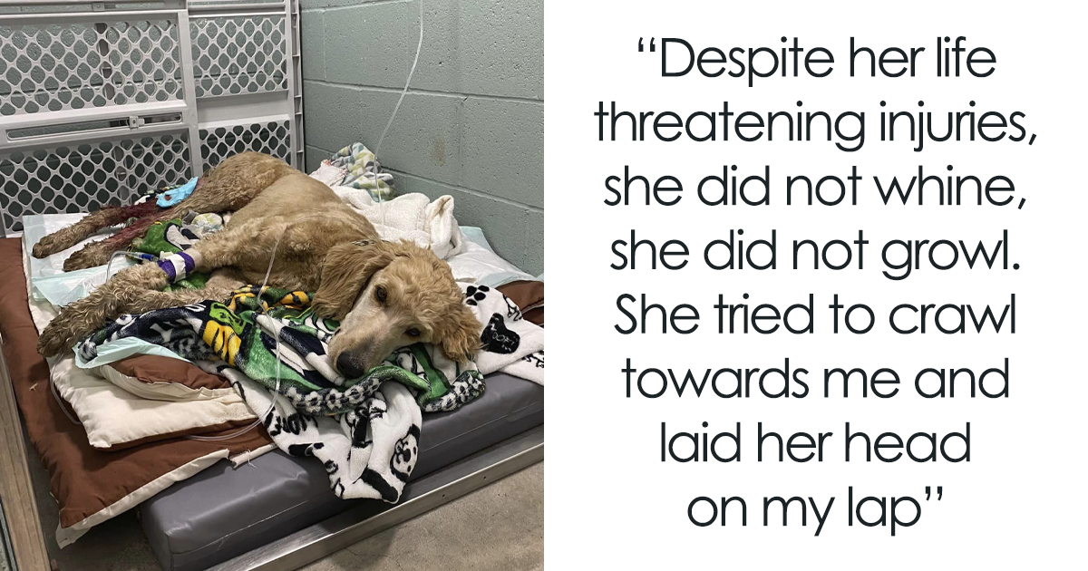 Couple Rescue Injured And Abandoned Dog, Use Their Wedding Fund To Save