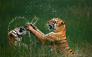 Winners And Highly Honored Photos Of The NBP International Awards 2024 (44 Pics)